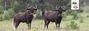 safari-hunting-south-africa-grahams-town-black-wildebeest