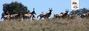 safari-hunting-south-africa-grahams-town-black-wildebeest