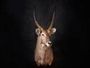 waterbuck